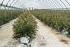Northland premium blueberries_104