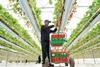 British strawberries are expected to have strong flavour