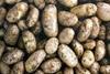 Potato prices "could soar" next year
