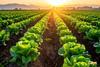 Lettuce field Adobe Stock