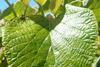 PSA on kiwifruit vine