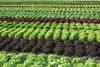 Bunte Salate im Freiland