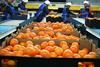 Soft-Citrus-Packing-l.b.