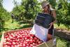 NZ TandG Global apples