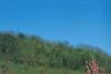 Umbrian spring blesses stonefruit