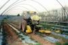 The Flexidome sprays right up to the shoulders of the strawberry beds without causing physical or chemical damage