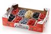 Sant Orsola berries tray