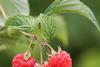 Glen Dee raspberry