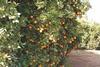 p86-88(70-72)CAnaveltree