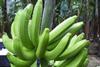 Ecuador_Bio-Bananen_-_Produktion___Verpackung__22__03.JPG