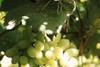 Indian grapes set sail