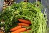 Carrots weather stormy season