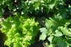 Planted area of salads has fallen