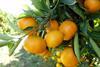 GEN Satsumas