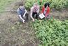 Norwich GM potato trial