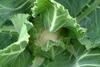 Cauli supply tightens