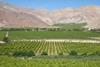 CopiapÃ³ grapes 15