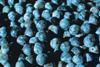 Blueberry store breakthrough