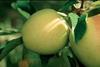 Val Venosta apples