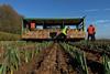 AH Worth is a major producer of leeks in South Lincolnshire