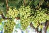 Arra table grapes