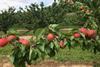 Frankreich: Erste Erntemengen bei Aprikosen