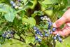 Blaubeeren