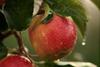 apfel bveo-deutsches obst und gemuese