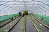 AgriSound UK strawberry pollination project