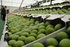 Top-fruit sector pensive ahead of bumper UK crop