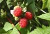 New raspberry guidelines issued