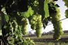 Costa Group Australia table grapes