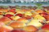 New Zealand NZ apples Braeburn washing