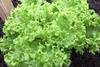 endive-1143978_1920
