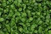 Salad sector looks forward to New Year health kick