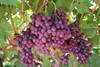 South African grapes hit by rain