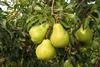 Australian Pears