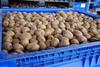 Kiwifruit - Seeka
