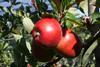 Zwei rote Äpfel am Baum
