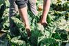 Brassicas at Thorogood's farm