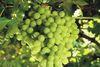 Indian grape registrations rise