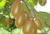 IT Boerica kiwifruit Jingold Bovo
