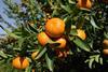 AU citrus_mandarinsatSevenFields