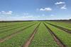 Drinan Farms  Warakirri Diversified Agriculture Fund vegetable leafy green rocket Leading Harvest