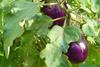 Aubergines - Attribute to http://www.flickr.com/people/globetrotter1937/