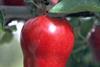 apple red delicious