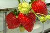 Kubo berry test 2 strawberries
