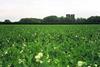 Pea production devastated by floods