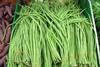 Yardlong beans asparagus snake Chinese long beans