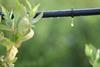 Drip irrigation Adobe Stock